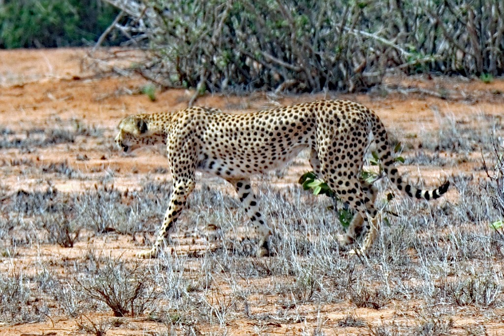 Kenia (288).jpg